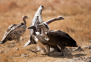 A Vulture is a large scavenging bird