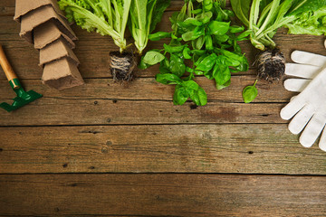 Flat lay of Gardening tools, basil, greens eco flowerpot, soil on wooden background.