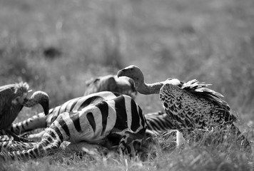 A Vulture is a large scavenging bird