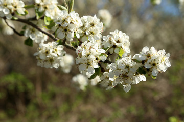 Obraz premium Flowers of the fruit trees on a spring day