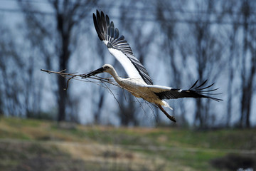 Stork in Gwangsi-myeon, Yesan-gun, South Korea.