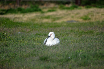 Stork in Gwangsi-myeon, Yesan-gun, South Korea.