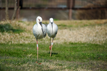 Stork in Gwangsi-myeon, Yesan-gun, South Korea.