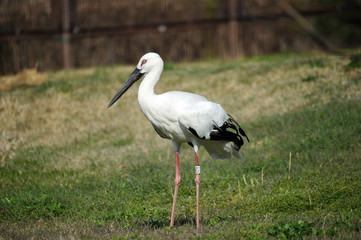 Stork in Gwangsi-myeon, Yesan-gun, South Korea.