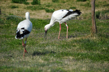 Stork in Gwangsi-myeon, Yesan-gun, South Korea.