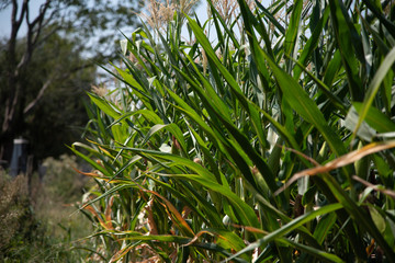 Corn plantation in the process of ear earring and grain formation