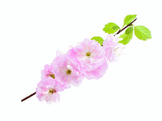 Naklejka na ściany i meble Prunus triloba blossom ( flowering plum, flowering almond). Sprig with pink flowers and leaves isolated on a white background.