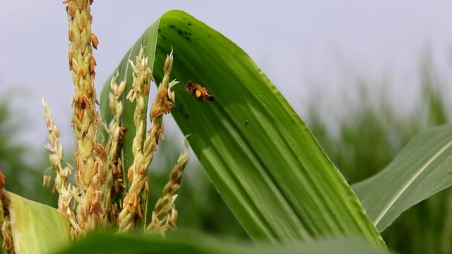 Honey bee worker collecting pollen from flower of Sweet corn