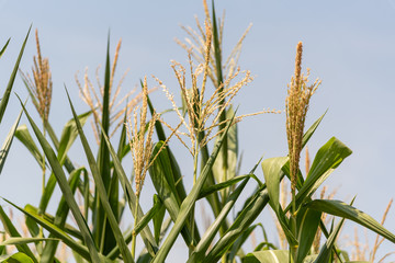 Naklejka premium Corn plantation in the process of ear earring and grain formation