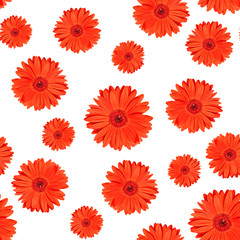 Seamless texture made of red gerber flowers on white background. Minimal floral natural pattern.