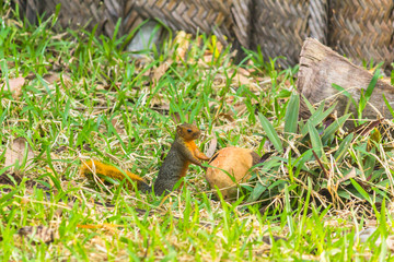 The Squirrell with Coconut on the Grass
