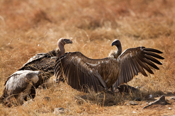 A Vulture is a large scavenging bird