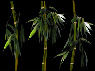 Fototapeta na wymiar green bamboo three small branches on black