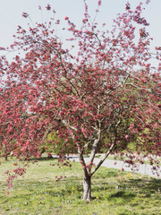 Joli pommier d'ornement  ou pommier japonais (Malus Coccinella) à floraison printanière rose...
