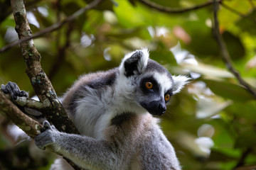 A ring-tailed lemur in the rainforest on the island of Madagascar
