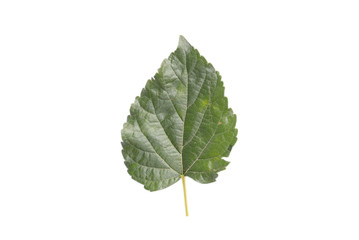 Front side of mulberry leaf isolated on white background with clipping path