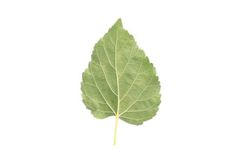 Fototapeta premium Back side of mulberry leaf isolated on white background with clipping path