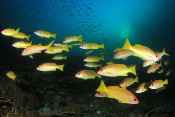 Fototapeta na wymiar Coral reef and fish in ocean. Yellow goatfish and snappers 