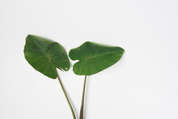 Two taro plant leaf isolated white background