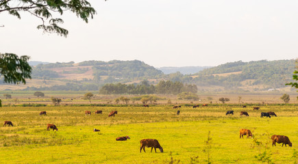 Fototapeta na wymiar Fields of beef cattle in the State of Rio Grande do Sul in southern Brazil