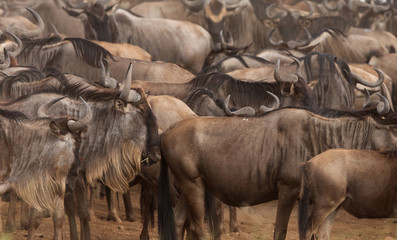 Wildebeests near Mara river