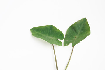 Two taro plant leaf isolated white background