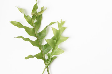 Young wild fern plant isolated white background