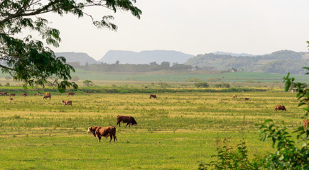 Fields of beef cattle in the State of Rio Grande do Sul in southern Brazil