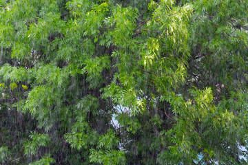 Ulewny deszcz na tle drzewa - obrazy, fototapety, plakaty