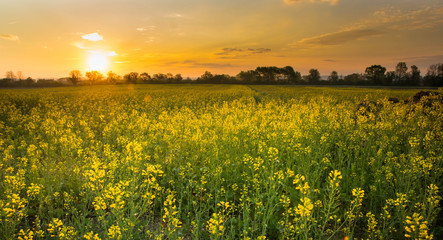 Obraz premium Rapsfeld im Frühling im Elsass