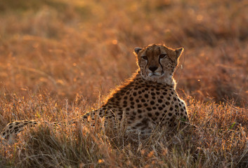 Cheetah during golden light at  Masai Mara Grassland