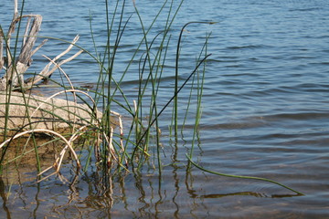 reeds on the lake