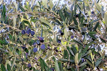 Obraz na płótnie Canvas Olive tree branch in Attica, Greece.