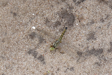 Brachythemis leucosticta