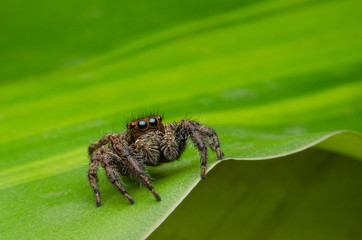 jumping spider on a green leaf