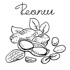 Group peanut. Graphic illustration, black and white element. Hand drawn sketch