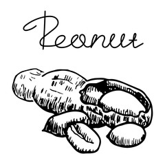Peanut hand drawn illustration, black and white sketch. Graphic element. Handwritten