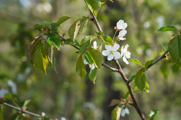 Weiße Blüten im Frühling an einem Haselnussstrauch 
