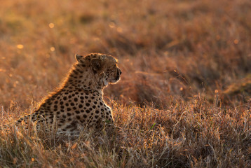 Cheetah on a mound in Masai Mara Grassland during dusk