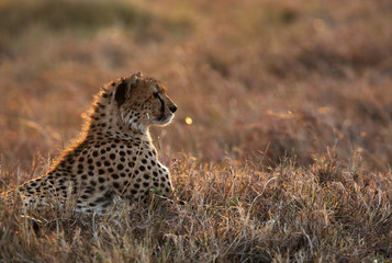 Cheetah resting on a mound in Masai Mara Grassland