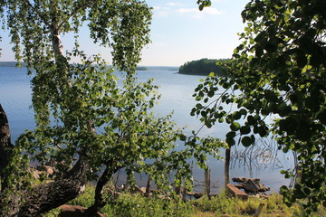 tree on the river