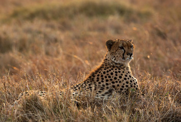 Cheetah on a mound in Masai Mara Grassland