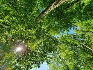 Fototapeta premium green leaves in the sun