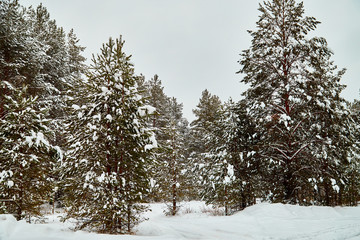 Snow covered trees in a winter forest