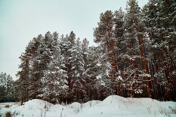 Snow covered trees in a winter forest