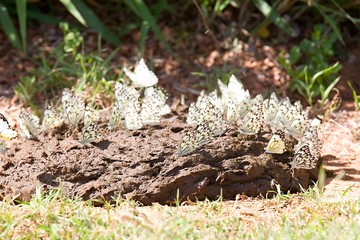 Pale green and yellow butterflies sitting and feeding on fresh elephant dung