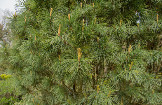 Green Foliage and Brown Cones of a Japanese White Pine Tree (Pinus parviflora 'Saphir') Growing in a Garden in Rural Devon, England, UK