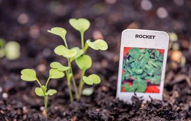 Rocket plants (Eruca vesicaria) starting to emerge from the compost in a home flowerbed, with...