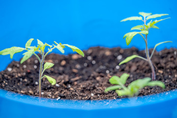 Close up and selective focus on newly established tomato plants (Solanum lycopersicum) growing in a compost filled tub