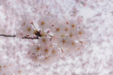 桜（ソメイヨシノ）